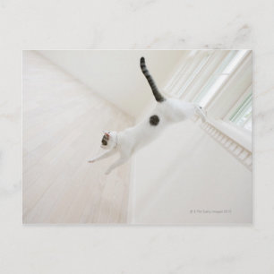 Kattenspringen Briefkaart
