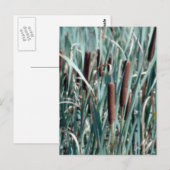 kattenstaart plant briefkaart (Voorkant / Achterkant)