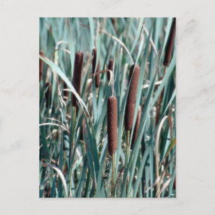 kattenstaart plant briefkaart