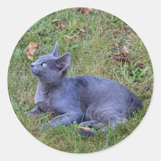 Kattensticker Ronde Sticker (Voorkant)