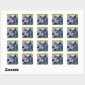 Kattensticker Vierkante Sticker (Vel)