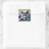 Kattensticker Vierkante Sticker (Tas)