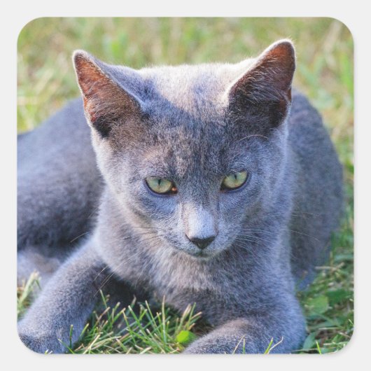 Kattensticker Vierkante Sticker (Voorkant)