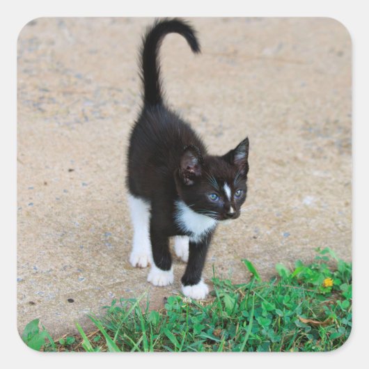 Kattensticker Vierkante Sticker (Voorkant)