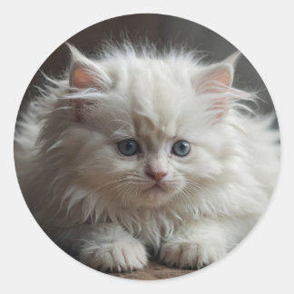 Kattenstickers Ronde Sticker