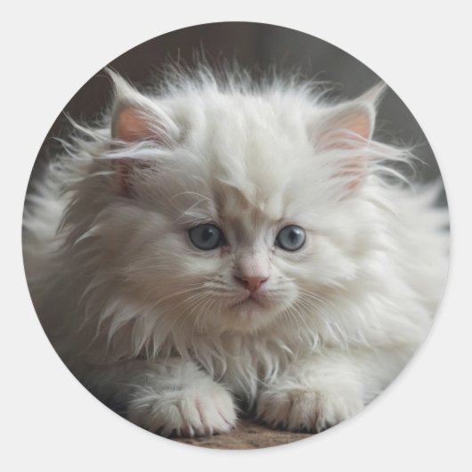 Kattenstickers Ronde Sticker (Voorkant)