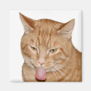 Kattenstong Magneet