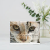 kattensympathiekaart briefkaart (Staand voorkant)