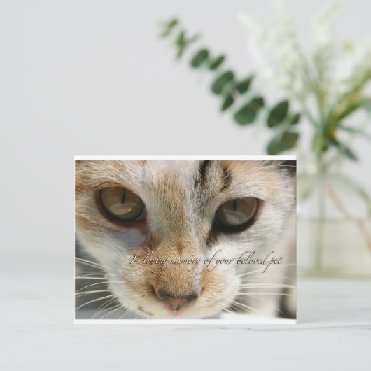 kattensympathiekaart briefkaart (Staand voorkant)