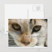 kattensympathiekaart briefkaart (Voorkant / Achterkant)