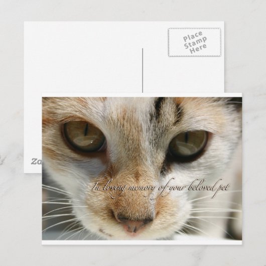 kattensympathiekaart briefkaart (Voorkant / Achterkant)