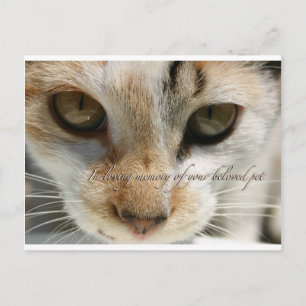 kattensympathiekaart briefkaart