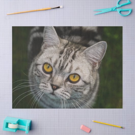 Kattentissuepapier van McGonagall Tissuepapier (Craft)