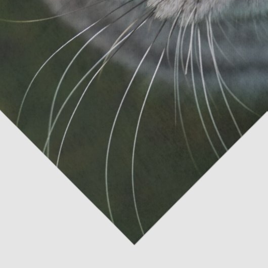 Kattentissuepapier van McGonagall Tissuepapier (Detail)