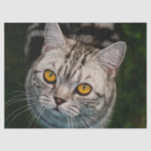 Kattentissuepapier van McGonagall Tissuepapier (Voorkant)