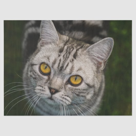 Kattentissuepapier van McGonagall Tissuepapier (Voorkant)