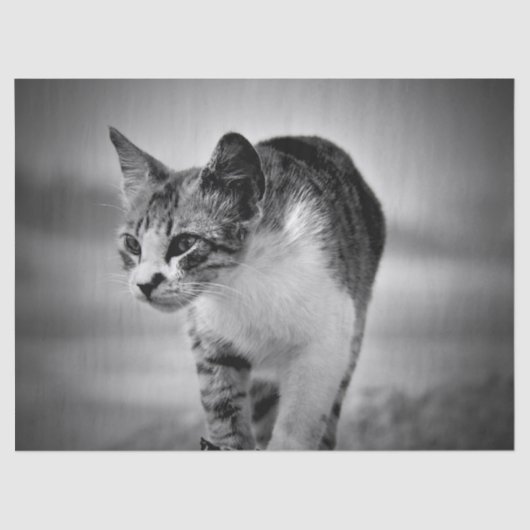 kattentissuepapier zoeken tissuepapier (Voorkant)