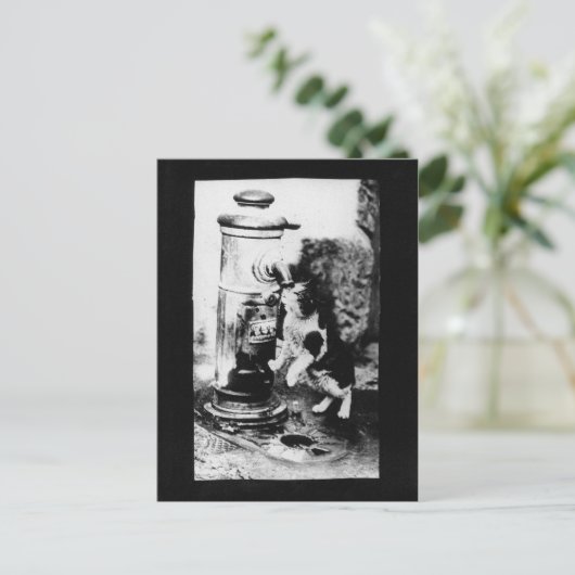 Kattenverfrisser in fontein briefkaart (Staand voorkant)