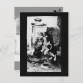 Kattenverfrisser in fontein briefkaart (Voorkant / Achterkant)