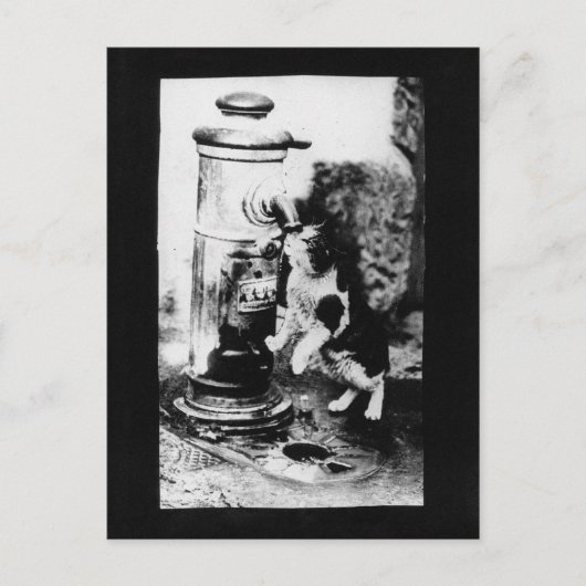 Kattenverfrisser in fontein briefkaart (Voorkant)