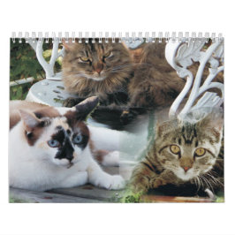 kattenvrienden kalender