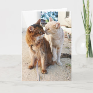 Kattenvrienden - Schattige Kattenliefhebbers Roman Kaart