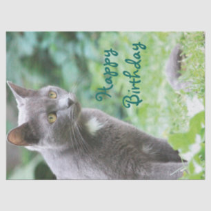 kattenweefsel tissuepapier
