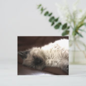 Kattunge/Kitten Briefkaart (Staand voorkant)