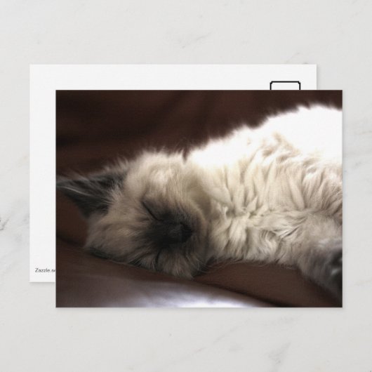 Kattunge/Kitten Briefkaart (Voorkant / Achterkant)