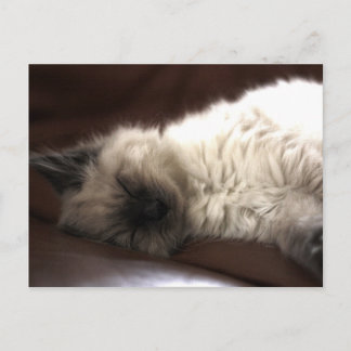 Kattunge/Kitten Briefkaart