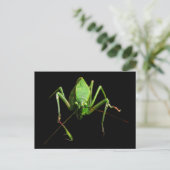 Katydid Briefkaart (Staand voorkant)