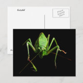 Katydid Briefkaart (Voorkant / Achterkant)
