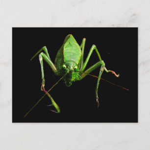 Katydid Briefkaart