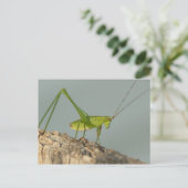 Katydid Briefkaart. Briefkaart (Staand voorkant)