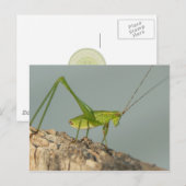 Katydid Briefkaart. Briefkaart (Voorkant / Achterkant)