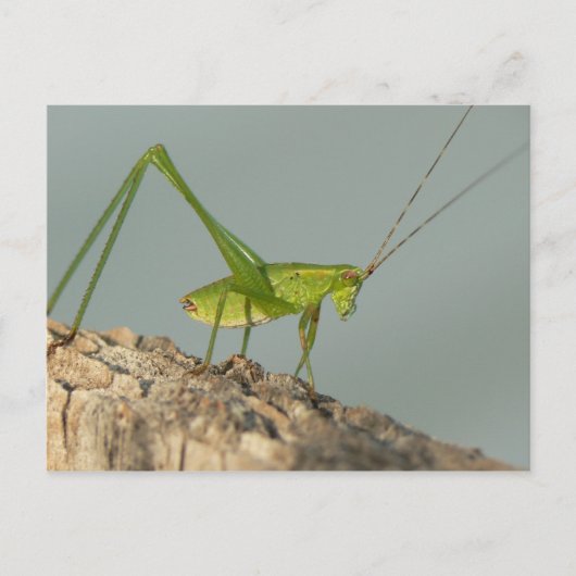 Katydid Briefkaart. Briefkaart (Voorkant)
