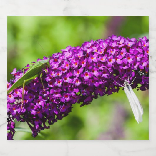 katydid energy bier etiket (Enkel label)