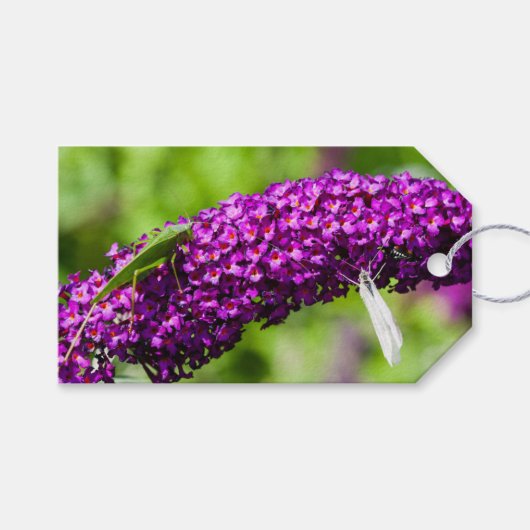 katydid energy cadeaulabel (Voorkant (Horizontaal))