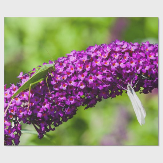 katydid energy cadeaupapier (Vlak)