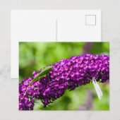 katydid energy feestdagenkaart (Voorkant / Achterkant)