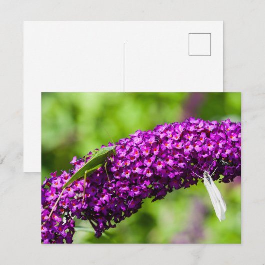 katydid energy feestdagenkaart (Voorkant / Achterkant)