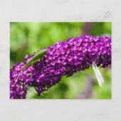 katydid energy feestdagenkaart (Voorkant)