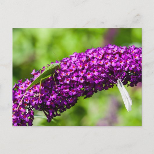 katydid energy feestdagenkaart (Voorkant)