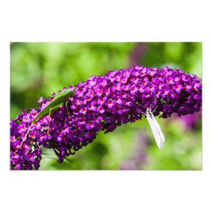 katydid energy foto afdruk