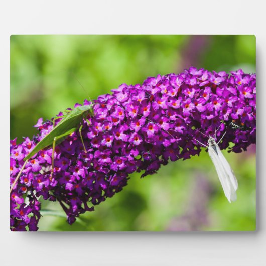 katydid energy fotoplaat (Voorkant)