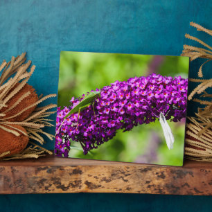 katydid energy fotoplaat