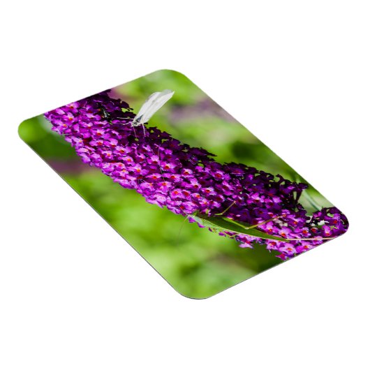 katydid energy magneet (Rechterzijde)