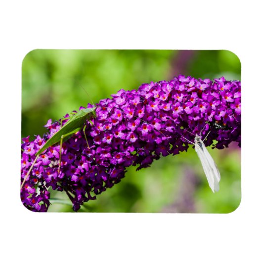 katydid energy magneet (Horizontaal)