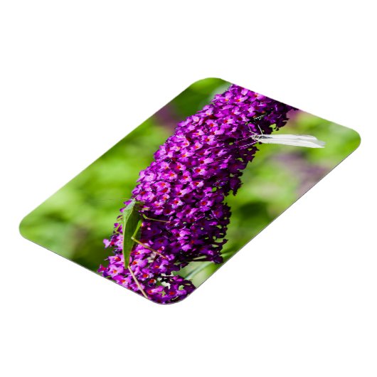 katydid energy magneet (Linkerzijde)