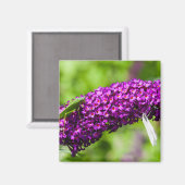 katydid energy magneet (Voorkant / Achterkant)